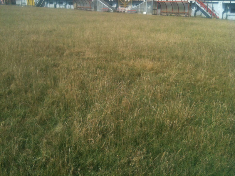 campo4