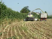 SORGO
