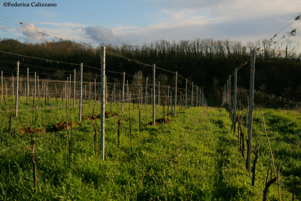 Vigna
