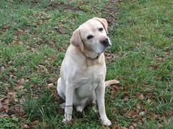 CANE