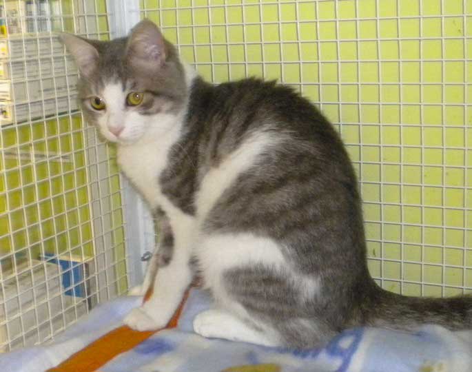 GATTO