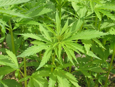 MARIJUANA MARIJUANA